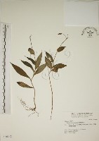 藏品(臺灣油點草)的圖片