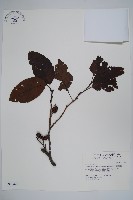 藏品(臺灣赤楊、臺灣榿木)的圖片