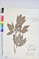 藏品(狹葉櫟)的圖片