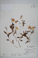 藏品(玉山沙參)的圖片