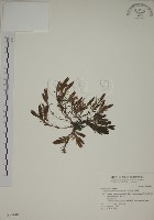 藏品(伊澤山龍膽)的圖片