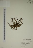 藏品(阿里山龍膽)的圖片