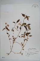 藏品(紫花鳳仙花)的圖片