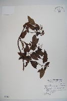 藏品(狹葉莢迷)的圖片