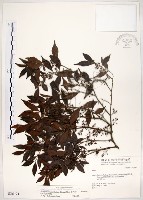 藏品(十子木、加入舅)的圖片