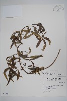 藏品(山橙)的圖片