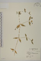 藏品(狗筋蔓)的圖片