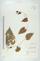 藏品(斑花青牛膽)的圖片