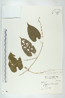 藏品(斑花青牛膽)的圖片