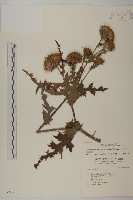 藏品(南國小薊)的圖片