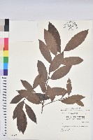 藏品(刺杜密)的圖片