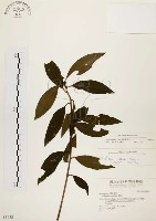 藏品(黑星紫金牛)的圖片