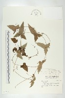 藏品(茅瓜)的圖片