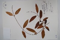 藏品(臺灣牛皮消、臺灣白薇)的圖片