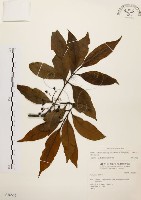 藏品(茜草樹)的圖片