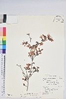 藏品(志佳陽杜鵑)的圖片