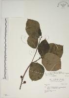 藏品(牛乳榕)的圖片