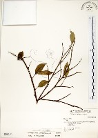 藏品(菲律賓榕)的圖片