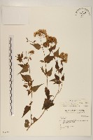 藏品(高士佛澤蘭)的圖片