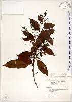 藏品(水金京)的圖片