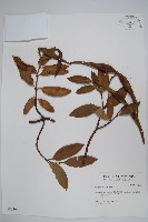藏品()的圖片