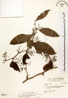 藏品(糙莖菝契、疣枝菝契)的圖片