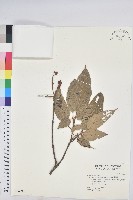 藏品(粗糠柴)的圖片