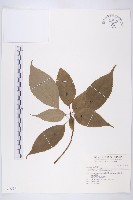 藏品(臺灣青莢葉)的圖片