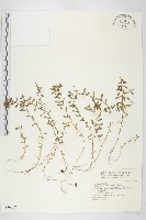 藏品(小萼佛甲草)的圖片