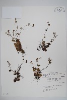 藏品(臺灣附地草)的圖片