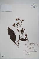 藏品(假酸漿)的圖片