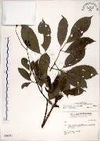 藏品(三葉山香圓)的圖片