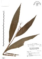 藏品(山月桃)的圖片