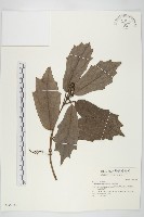 藏品(桃葉珊瑚)的圖片