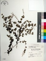 藏品(南台灣黃岑)的圖片