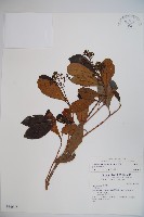 藏品(珊瑚樹)的圖片