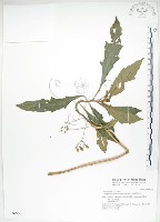 藏品(同蕊草、異色線柱苣苔)的圖片