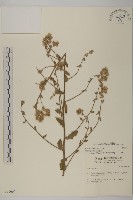 藏品(裂葉艾納香)的圖片