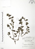 藏品(克非亞草)的圖片