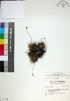 藏品(乾溝飄拂草)的圖片