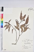 藏品(長尾栲、長尾柯、長尾尖葉櫧)的圖片