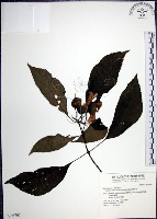 藏品(角桐草、台灣半蒴苣苔)的圖片