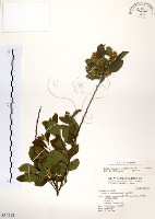 藏品(灰木)的圖片