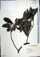 藏品(樹杞)的圖片