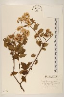 藏品(小舌菊、蔓綿菜)的圖片