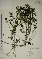 藏品(爵床)的圖片