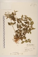 藏品(粗毛小米菊)的圖片