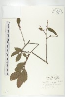 藏品(山紅柿)的圖片