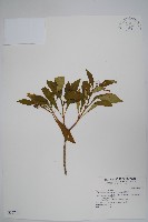 藏品(蘿芙木)的圖片