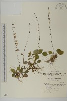 藏品(臺灣鬼督郵)的圖片